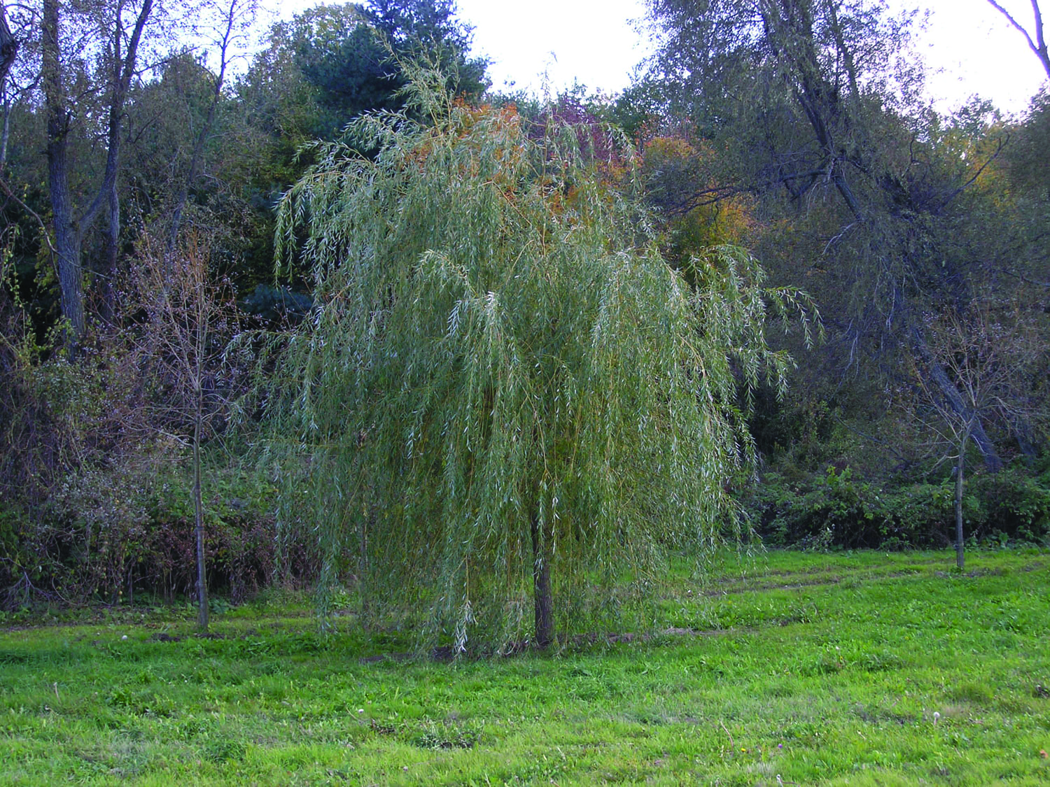 Salix alba ‘Tristis’